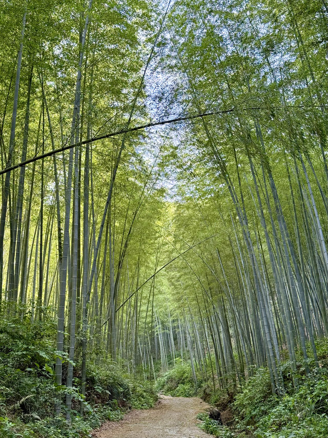 宜興｜住喺太華山畔竹海之濱嘅且息·山里