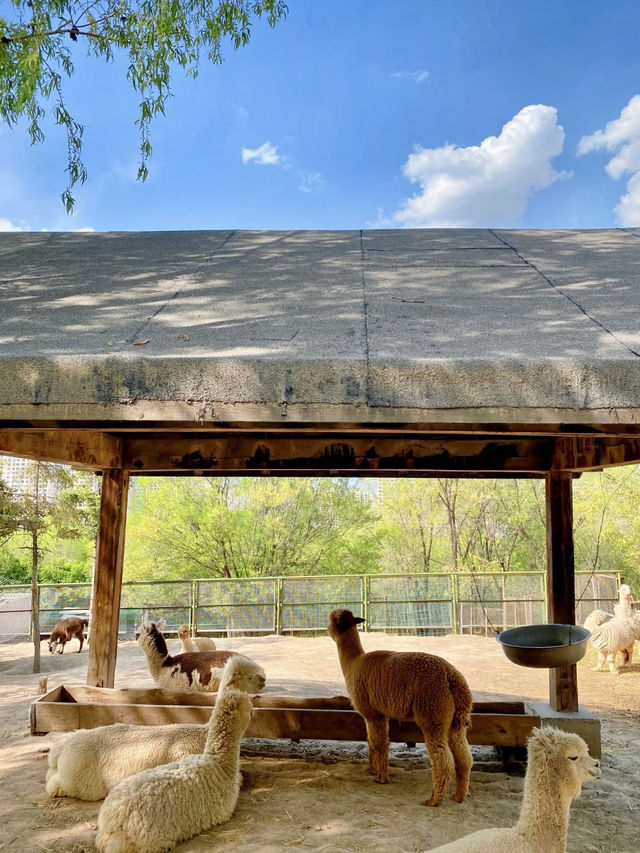 雪域邊緣的生命交響──青藏高原野生動物園