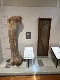 Roar-some Dinosaur Exhibits At The Natural History Museum Of Taiwan 