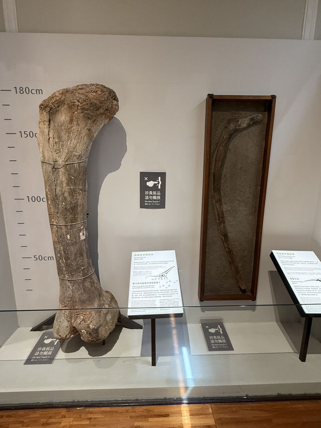 Roar-some Dinosaur Exhibits At The Natural History Museum Of Taiwan 