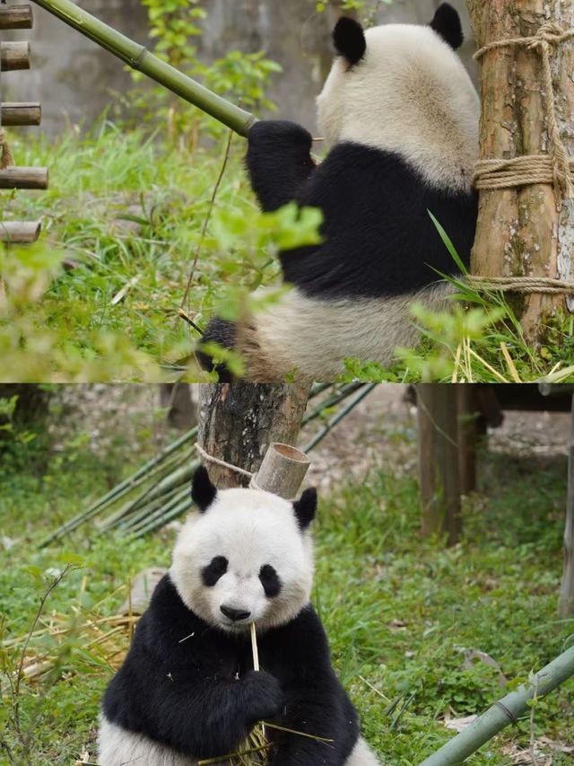 走進安吉與熊貓互動
