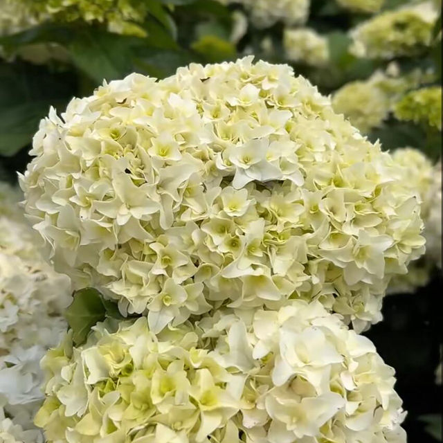 這個季節最不能錯過的公園！沒有之一😭！直接被美到跺腳～