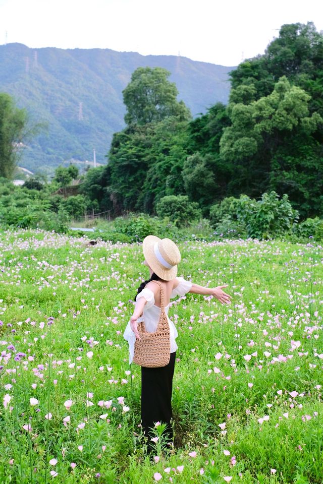 就喺平陽雲嶼灣！花海露營真係太開心啦！