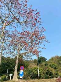 漫遊澳門路環小众秘境：跨境交通全攻略 