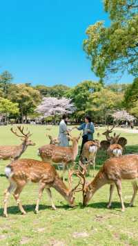 日本深度旅行攻略