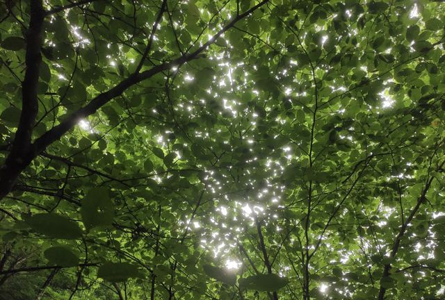 登頂白雞峰1314米