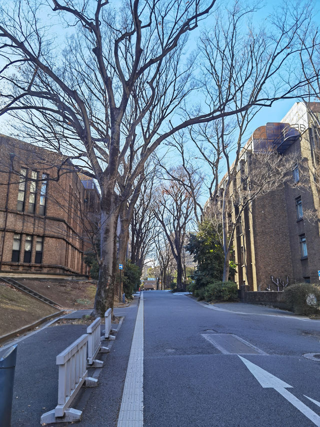 冬日校園：落光葉嘅樹同消失嘅落葉