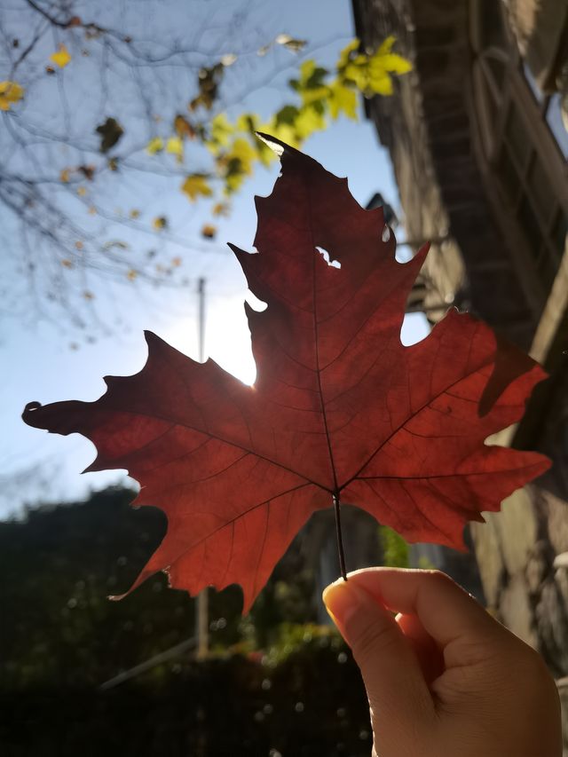 上海一日往返莫干山徒步～～打卡天然氧吧