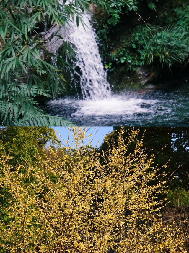 峨眉聖境｜3077米金頂與佛光同修嘅渡劫指南 （踏九十九道天梯，避三千猴匪，奪萬丈霞光） 開卷禪