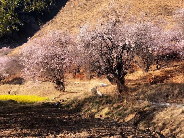 【墨脫·林芝桃花節】藏地秘境的粉色暴擊！人少景靚
