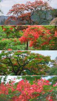 闖入攀枝花！喺陽光花城邂逅工業與自然嘅浪漫