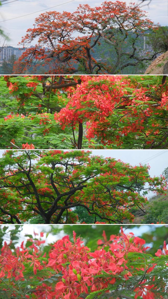 闖入攀枝花！喺陽光花城邂逅工業與自然嘅浪漫