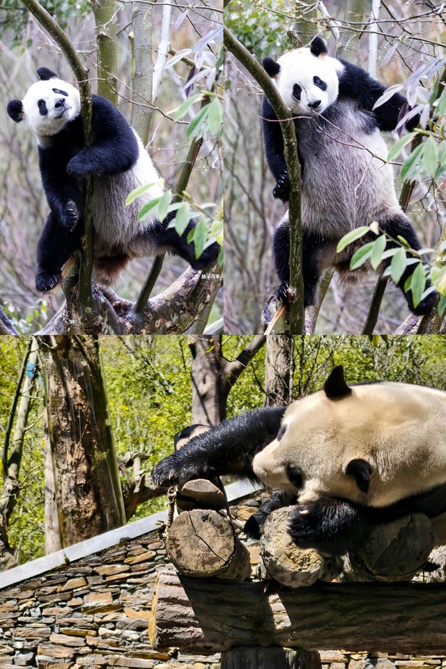 恭喜玲琅生BB啦！首隻熊貓仔閃亮登場