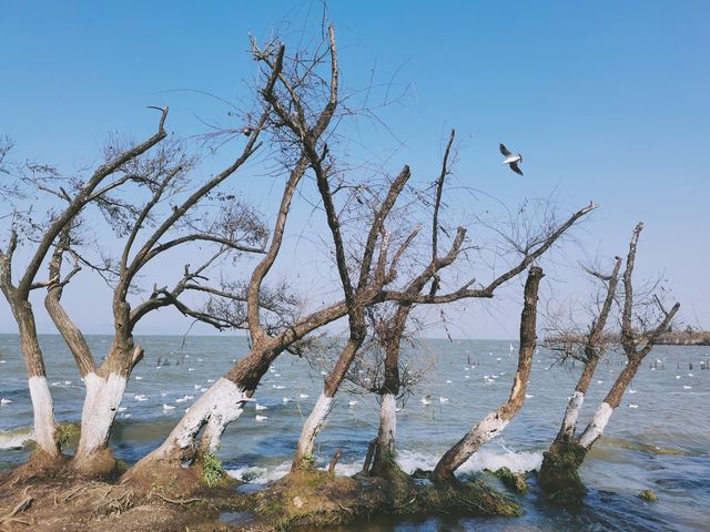 各位寶貝們好呀，今日為大家帶來一份滇池嘅旅遊攻略，等大家可以少走冤枉路~   滇池最佳遊玩時間   11月-3