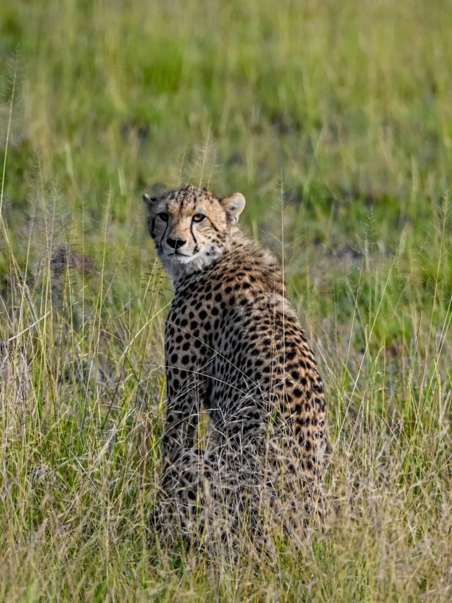 肯尼亞八天七晚Safari旅行流水賬