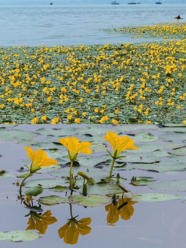 西昌邛海荇菜花觀賞攻略 | 邂逅金色花海