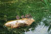 攝影｜瀋陽東陵郊野公園嘅夏天