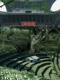 普洱，沉醉茶香與雨林| 4天3晚攻略