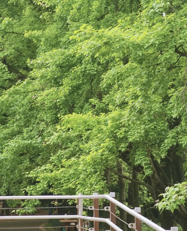 昆明植物園東園|闖入現實版綠野仙蹤！治癒系秘境大公開
