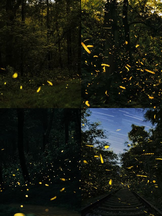 南京夏夜『爆燈』啦！7-8月限定螢火蟲雨，錯過要等一年！