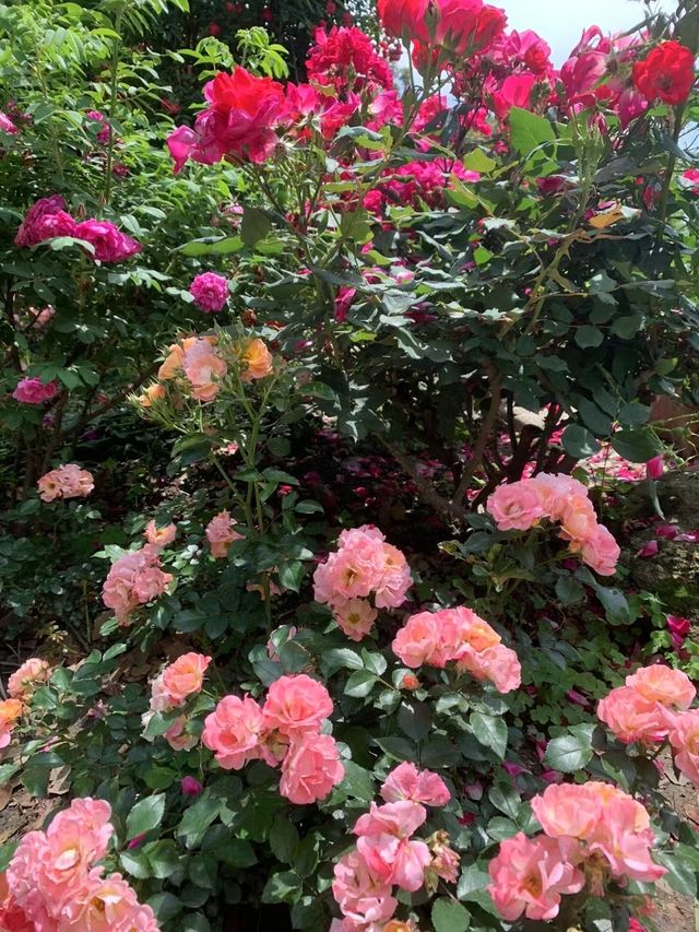 人隨花好
