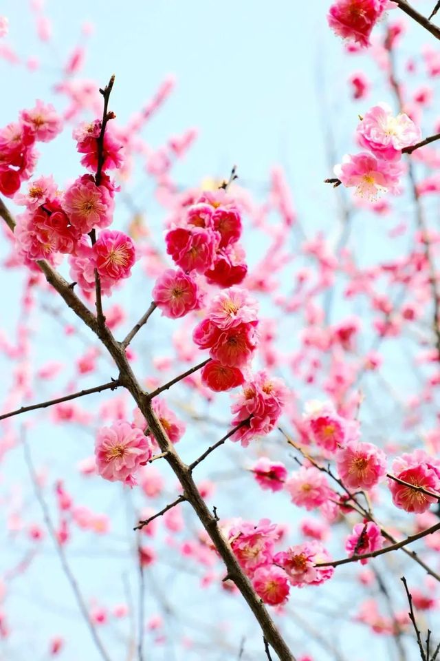 踏青！賞花！秦嶺野生動物園與萌寵們擁抱春天