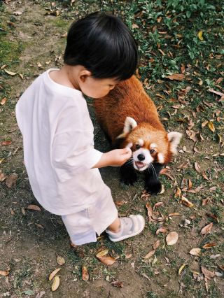 센디 제로 거리 너구리 공원