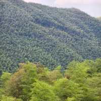 This is the Legendary Bamboo Forest of Crouching Tiger