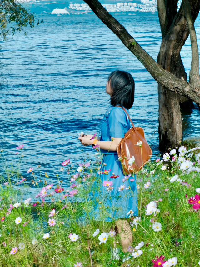 洱海邊格桑花海美得令人流連忘返