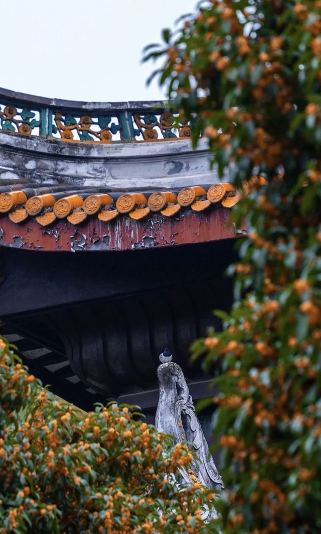 漫步湖大，邂逅金桂之美