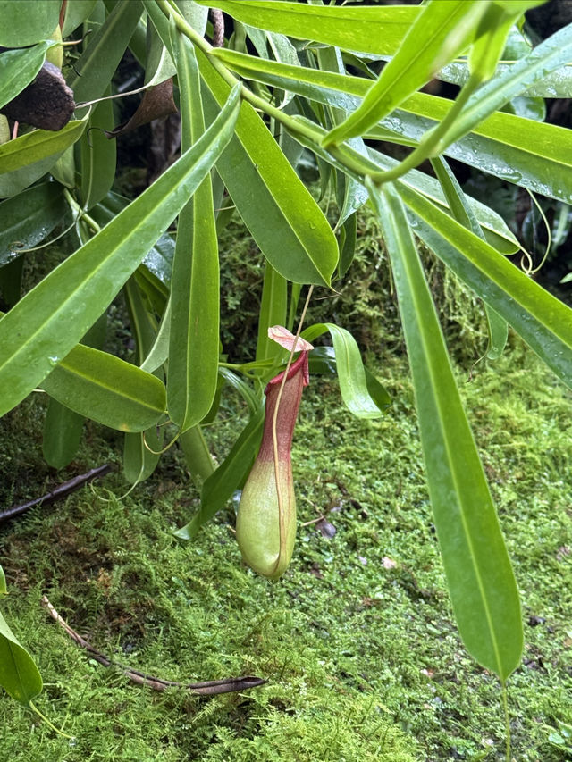 仙湖植物園：深圳綠肺，藏盡四季植物奇觀