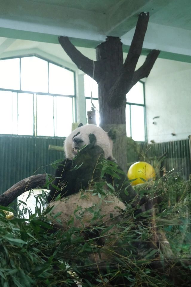錯峰逛動物園太有感覺了