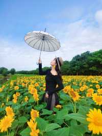 無錫免費向日葵花海闖入梵高的金色夢境。