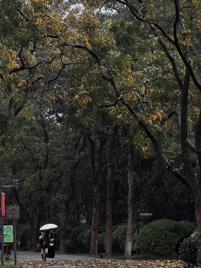 秋雨邂逅長沙紅葉