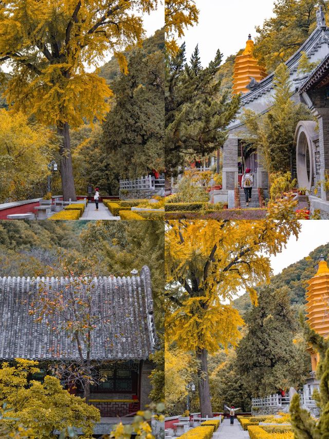 北京1.5h直達！乾隆32次踏足的仙山，秋日美成畫