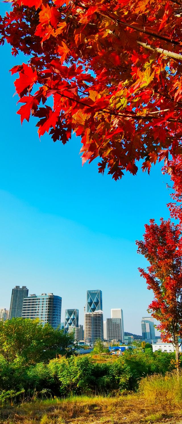 光谷賞秋秘境，與高樓同框