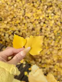 9.25實拍！！喀納斯三灣秋景美得像油畫