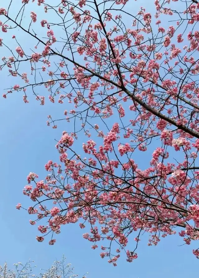 Wuhan East Lake Guide and Check-in Recommendations