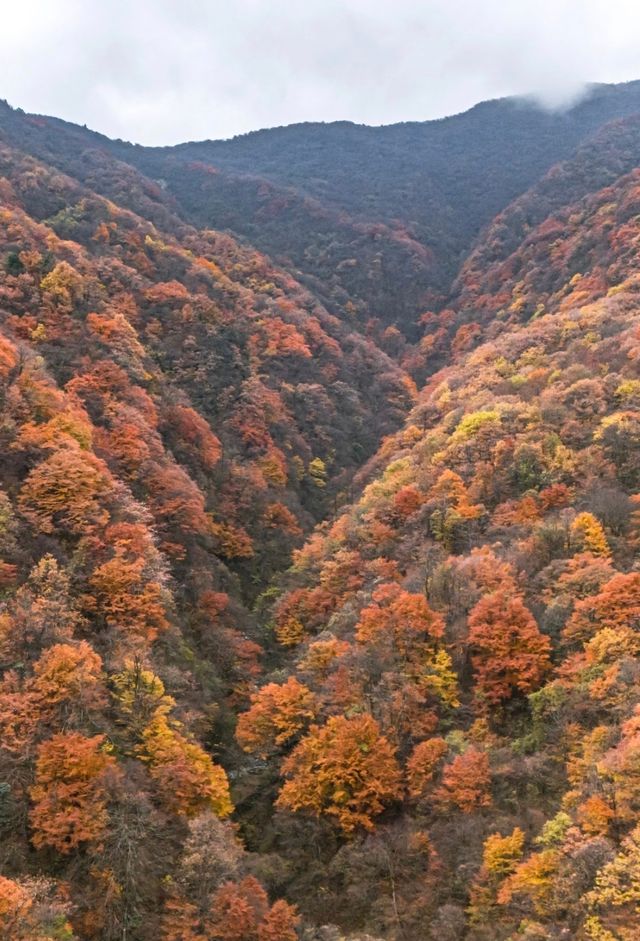 漢中龍頭山一日遊四川周邊遊秋天必去打卡地 漢中龍頭山一日遊四川周邊遊秋天必去打卡地