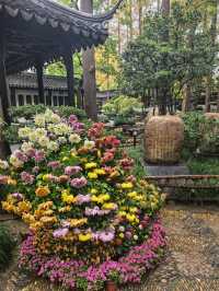 曲水園的菊花展已經幫你們看過了