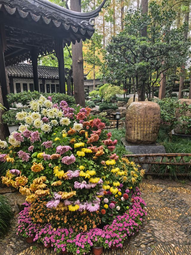 曲水園的菊花展已經幫你們看過了 曲水園的菊花展已經幫你們看過了