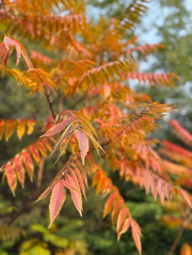天津南翠屏｜秋日限定！層林盡染美到窒息
