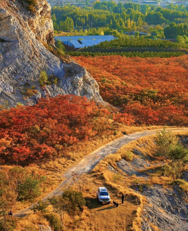 蔣福山紅葉林攻略:京津冀秋日秘境,漫山紅楓美到窒息! 蔣福山紅葉林攻略:京津冀秋日秘境,漫山紅楓美到窒息!