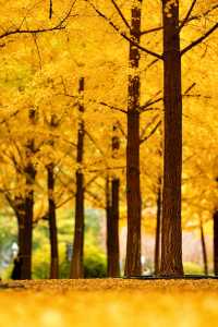 帝都秋色必打卡地