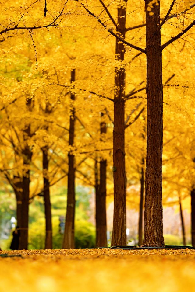 帝都秋色必打卡地