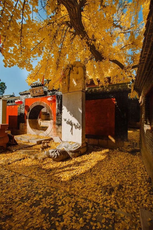 帶娃去濟南等地這份攻略必收好 帶娃去濟南等地這份攻略必收好