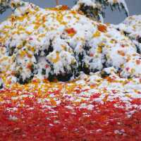 🇯🇵 삿포로에서 만난 기적의 5일: 가을과 겨울이 동시에 🤯