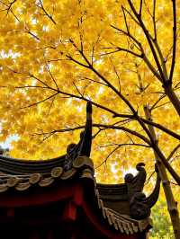 甘肅隱藏彩林秘境錯峰包場「隴上小九寨」