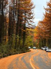 米倉山 秦巴秘境，層林染翠