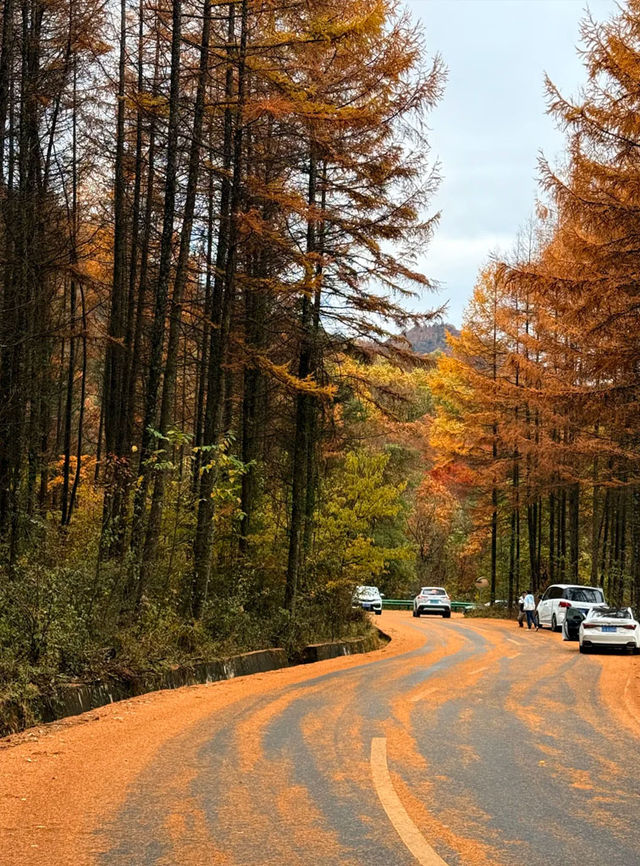 米倉山 秦巴秘境，層林染翠